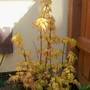Acer palmatum 'Sango-Kaku' (Acer palmatum)