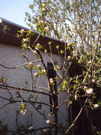apple_tree_in_flower.jpg
