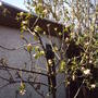 Apple_tree_in_flower