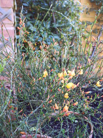 bloom_in_flower_april_2008.jpg