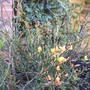 Bloom_in_flower_april_2008