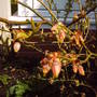 Blueberries_in_flower