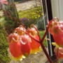 Flowering_catus_2