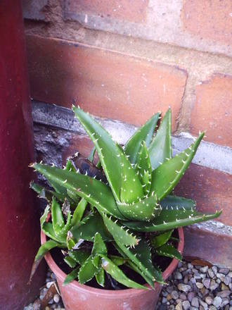 cacti_out_side_for_two_winters.jpg