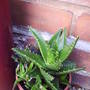 Cacti_out_side_for_two_winters