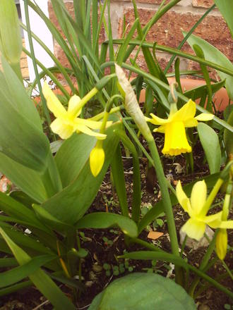 front_pot_mini_daff.jpg
