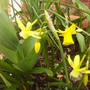 Front_pot_mini_daff