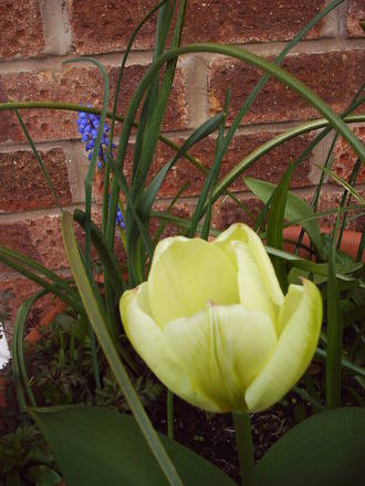yellow_tulip.jpg