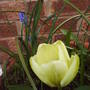 Yellow_tulip
