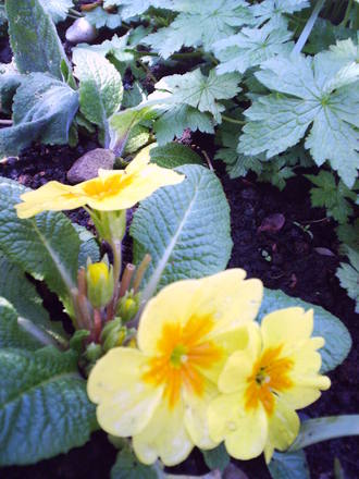 yellow_primrose.jpg