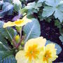 Yellow_primrose