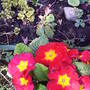 Primrose