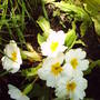 White_primrose