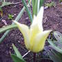 Tulip_finer_tulip_yellow