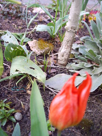 tulip.jpg