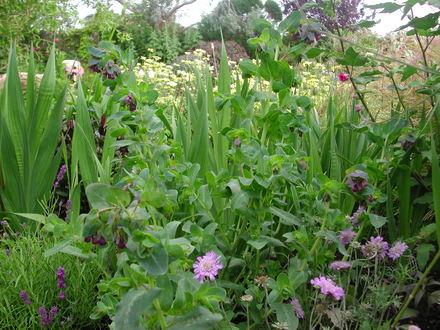 Cerinthe (Cerinthe major)