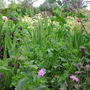 Cerinthe_3