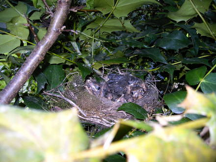 Birds nest