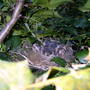 Birds_nest_++_007