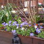 A garden flower photo