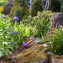 A garden flower photo