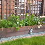 A garden flower photo