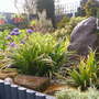 A garden flower photo