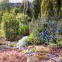 A garden flower photo