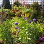 A garden flower photo