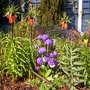 A garden flower photo
