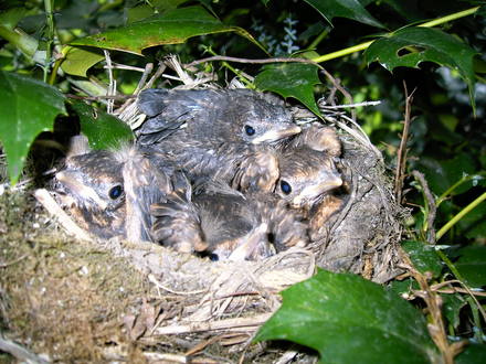 Close up Birds nest