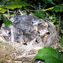 Birds_nest_++_008