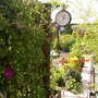 A garden flower photo