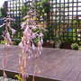 A garden flower photo