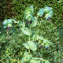 A garden flower photo