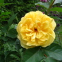 Rose_graham_thomas