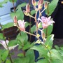 A garden flower photo