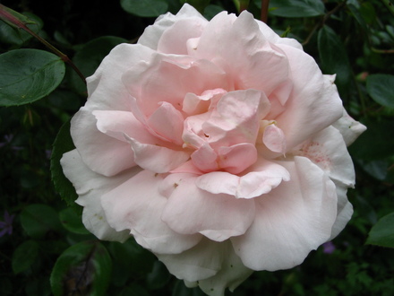 Rose 'Sarah van Fleet' (Rosa 'Sarah van Fleet')