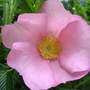 Rose_fru_dagmar_hastrup