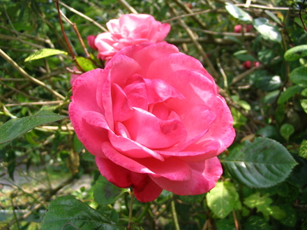 Rose 'Pink Perpetue' (Rosa 'Pink Perpetue')