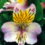 Alstromeria