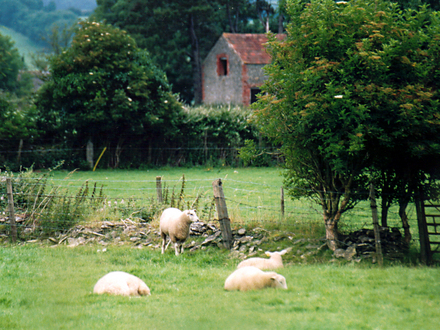 Fields behind my house