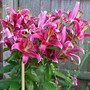 A garden flower photo
