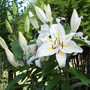A garden flower photo