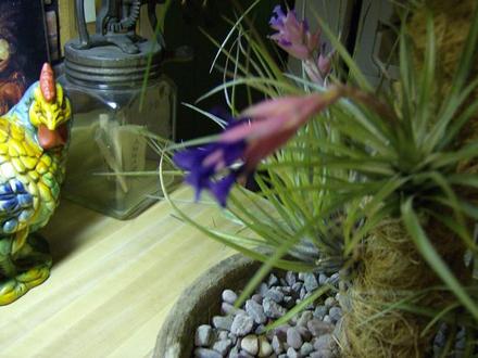 Air Plant Flower - close up