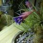 Air Plant Flower - close up