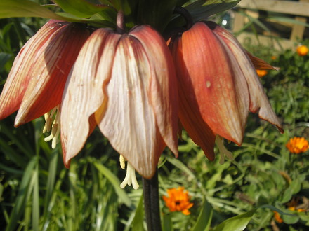 A garden flower photo