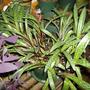 Plants_1