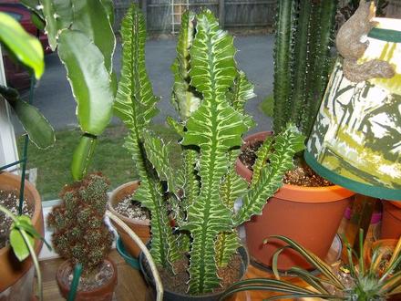 Euphorbia - Veriagated