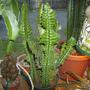 Plants_2